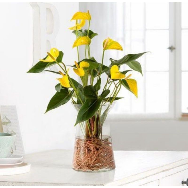 Tanaman Hias Anthurium Micky Mouse Bunga Kuning .