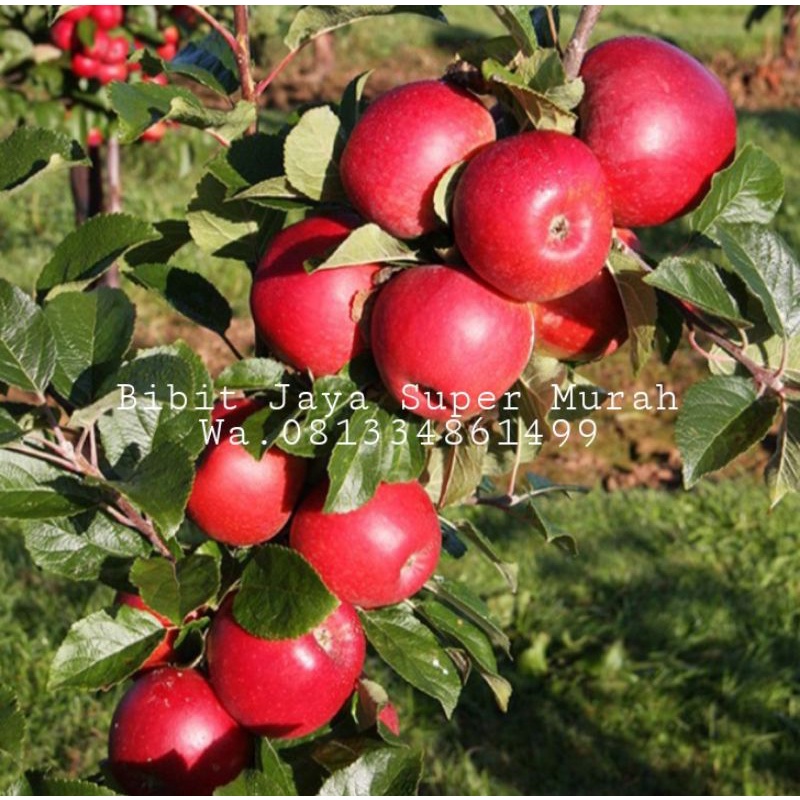 Bibit Apel Anna Malang SuperMurah