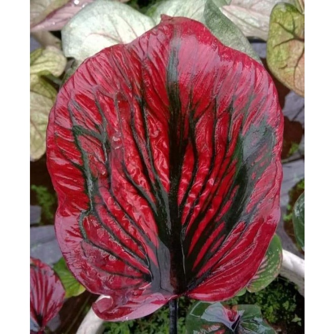 Caladium AC Mahesa Jenar/Keladi AC Mahesa Jenar. MOHON BACA DESKRIPSI DULU