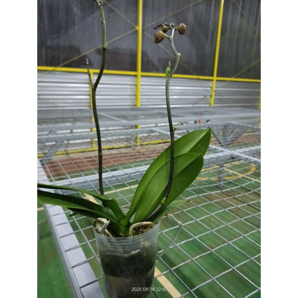 anggrek bulan jumbo premium