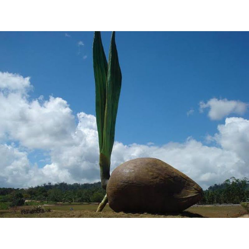 Bibit Kelapa Genjah Raja Variasi Bersertifikat (Merah, Kuning, Hijau)