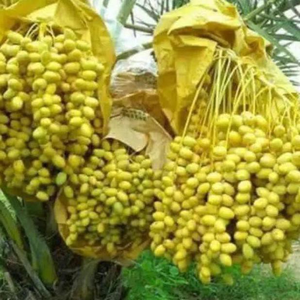 Cll Bibit Kurma Tropis Indonesia Termurah