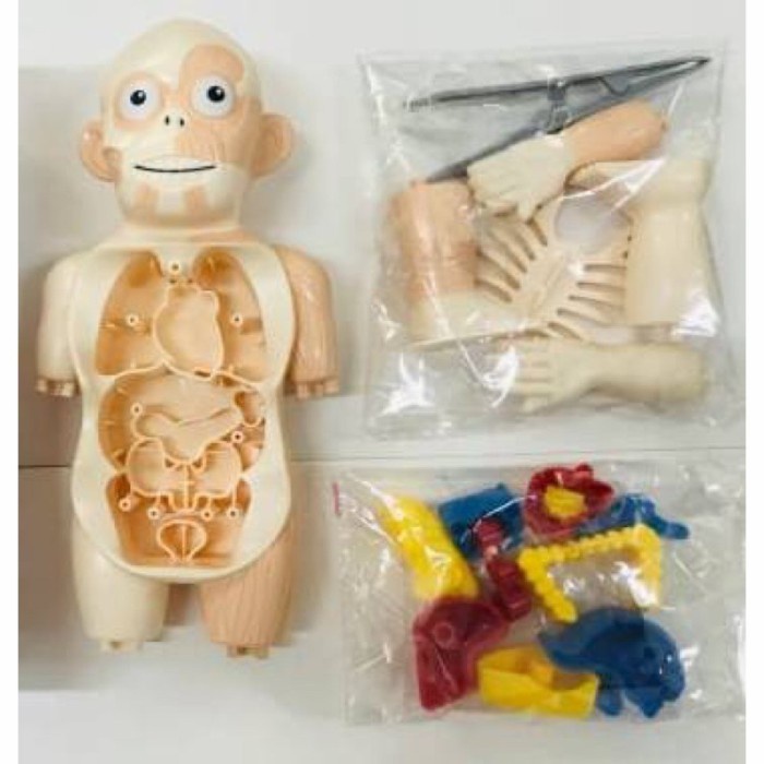 Human Body Model - Mainan Edukasi Sains Anak