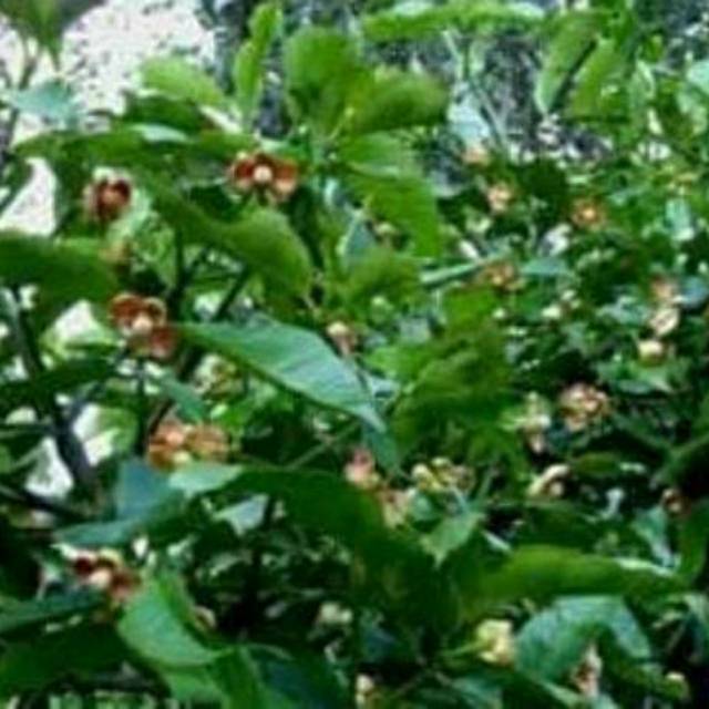 Bibit buah manggis putih