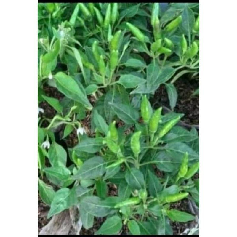 Cabe Rawit Hijau, Pohon Cabe Rawit, Cabe Rawit Hijau