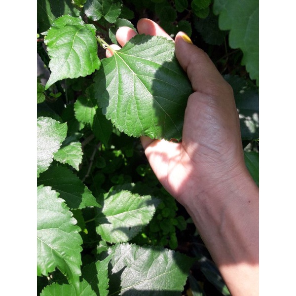 

Daun Murbei segar sayuran makan kura kura