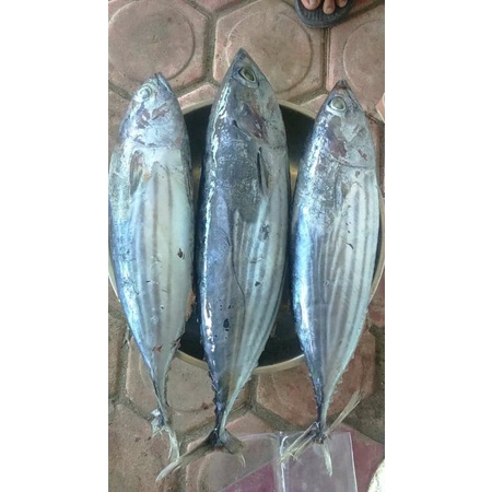 

ikan blerang segar
