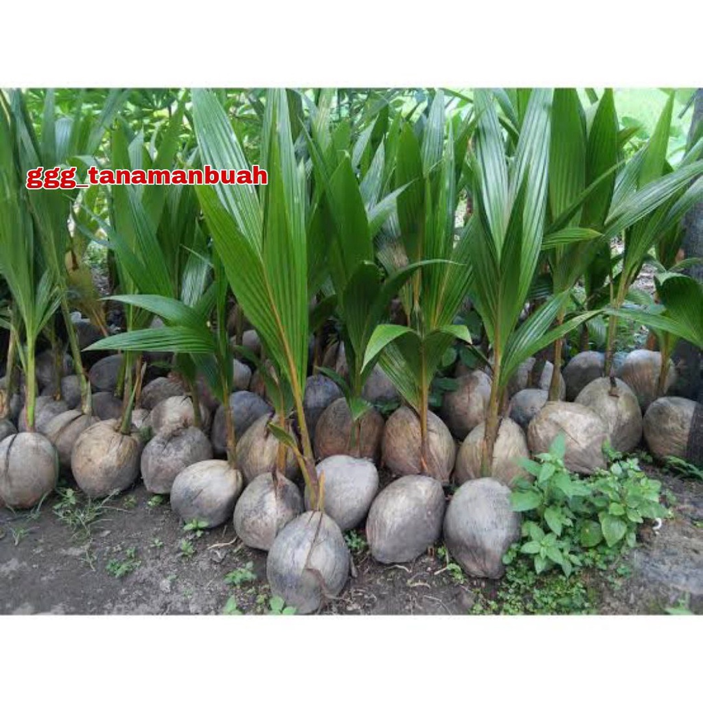 Bibit Kelapa Wulung Asli Super Unggul