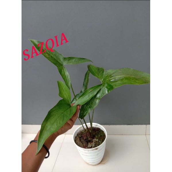 Alocasia cyrtosperma tanaman hias keladi berduri unik