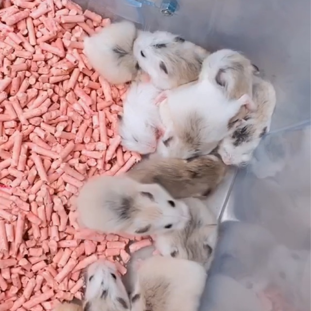 Hamster Roborovski / Hamster Robo / GOJEK GRAB ONLY