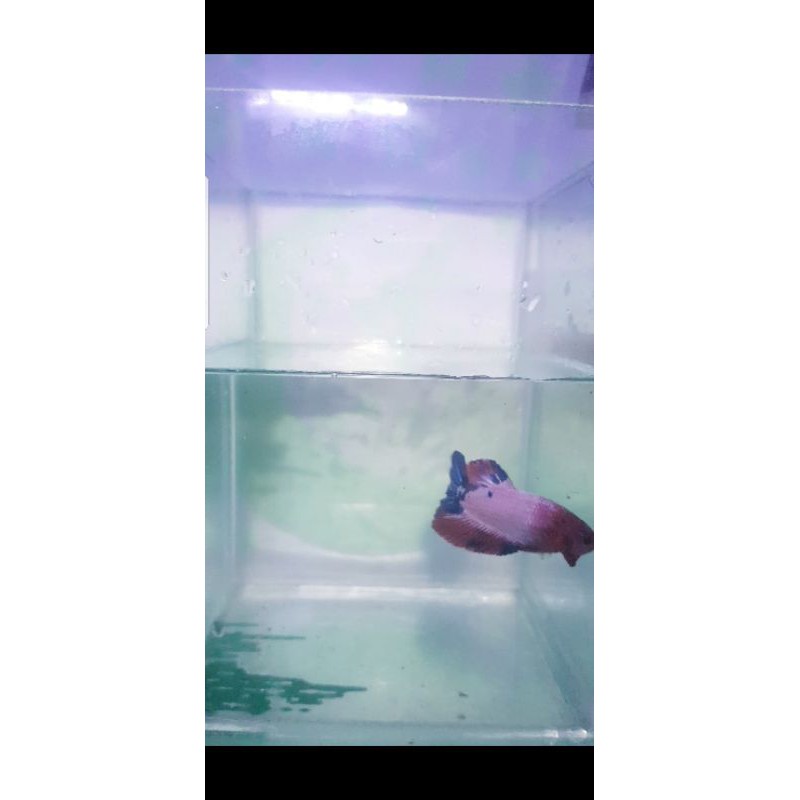 cupang flamingo real pict