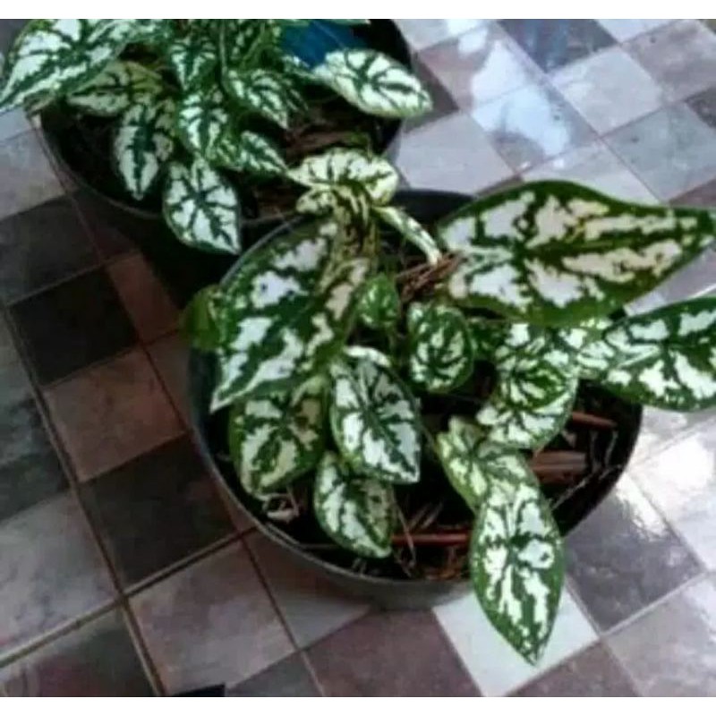 UMBI KELADI LILIPUT KELADI LILIPUT TERMURAH PAKET 5 BIJI UMBI