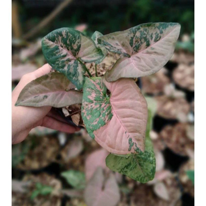 Tanaman Hias Syngonium Fledeck - syngonium tricolor