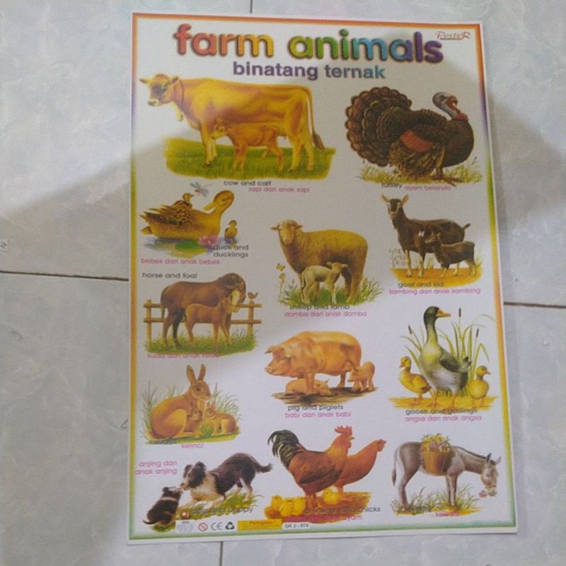 

poster edukasi mengenal binatang ternak ukuran 34×49cm