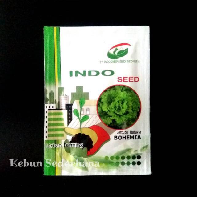 Benih selada batavia BOHEMIA indoseed ez enza zaden