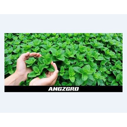 

Benih Mint Spear 20 Seeds