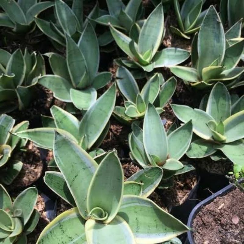 Sansivera mini green silver