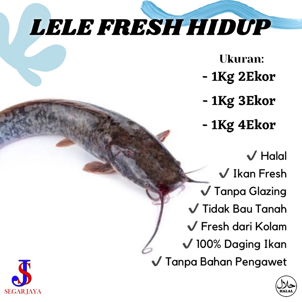 

Ikan Lele Hidup Segar Fresh dari Kolam