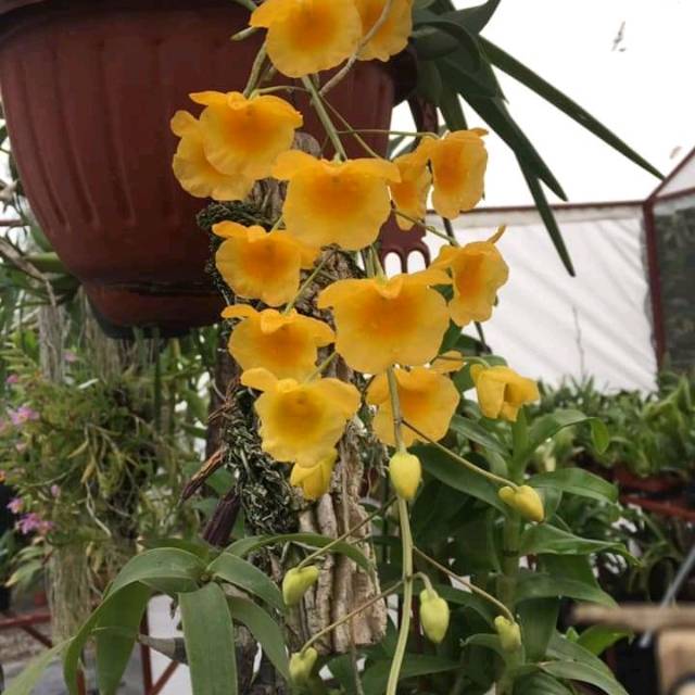 Dendrobium Agregatum