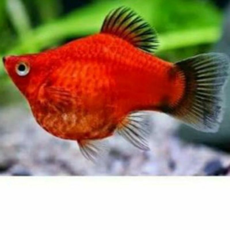 ikan hias kecil murah MOLY CORAL ikan jenis air tawar untuk aquascape aquarium ikan lucu ikan unik