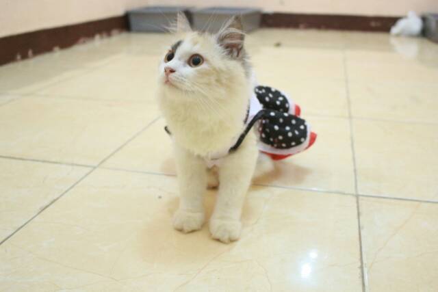 [Dress model terbaru] Dress hitam putih polkadot anime maid untuk kucing dan anjing size S M L XL