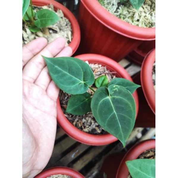 Anthurium dressleri ori