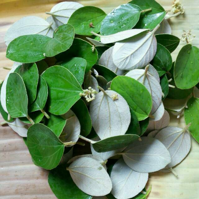 100 Lembar Daun Bidara Arab Segar Bisa Untuk Obat Ikan Indonesia