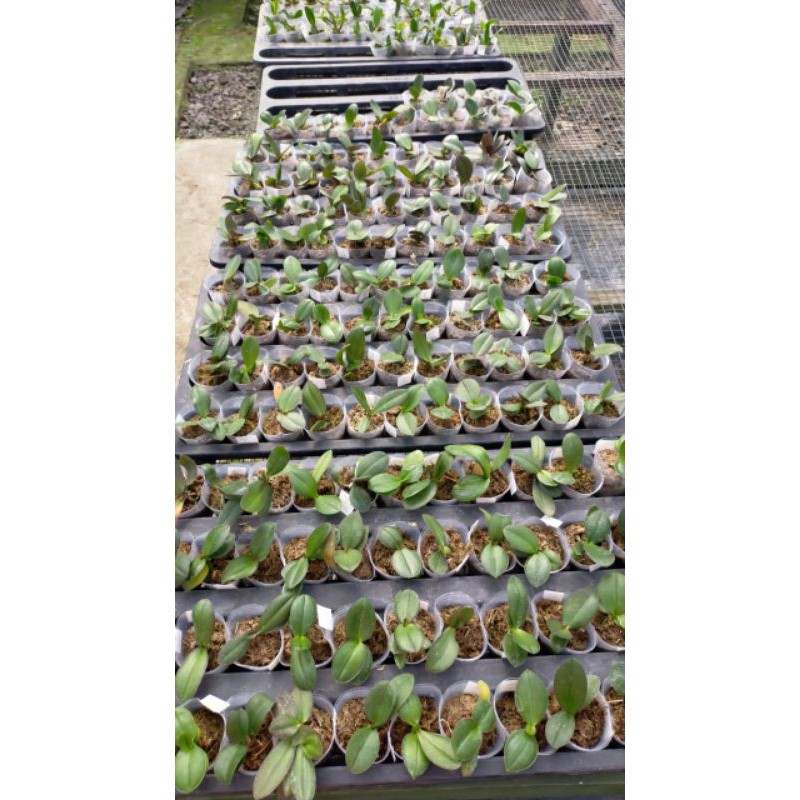 anggrek bulan Seedling