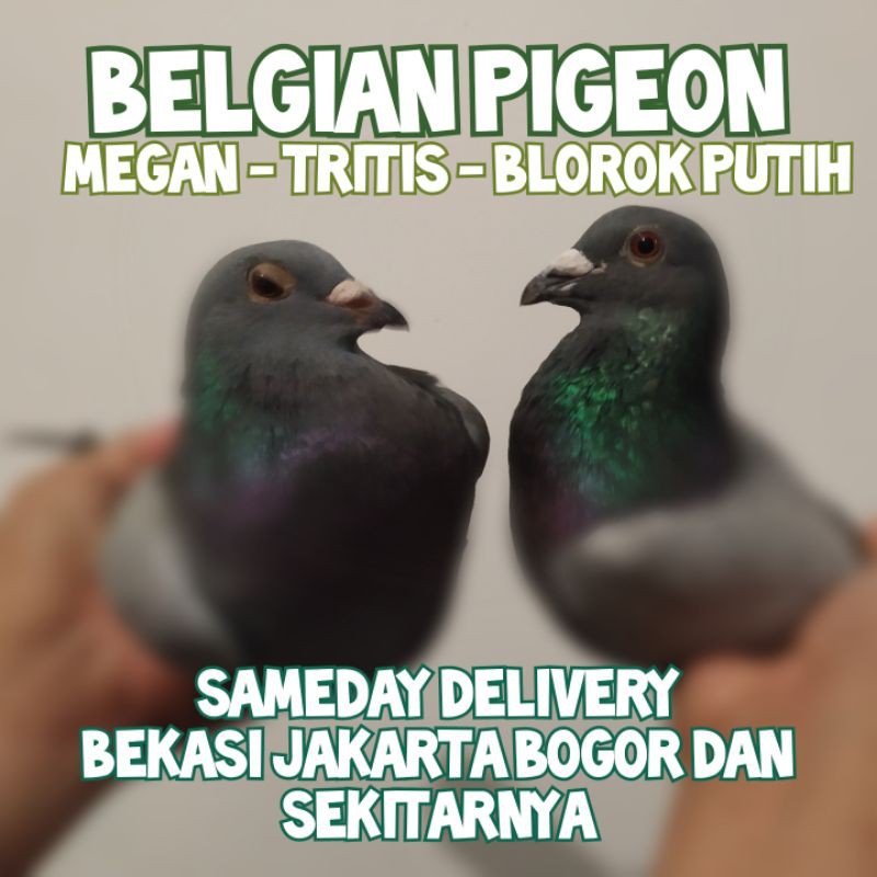 MERPATI POS SUPER TURUNAN BELGIA BELGIAN RACING PIGEON