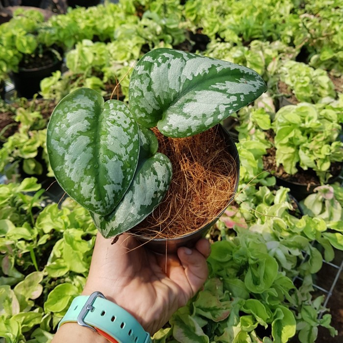 Tanaman Hias Sirih Gading Silver / Scindapsus Pictus Exotica / Tanaman Hias Scindapsus Pictus / Tana