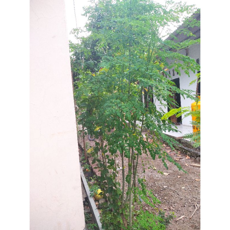 

Daun kelor hijau