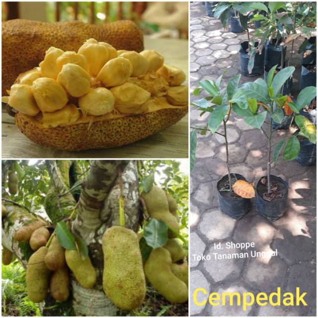 Bibit Nangka Cempedak