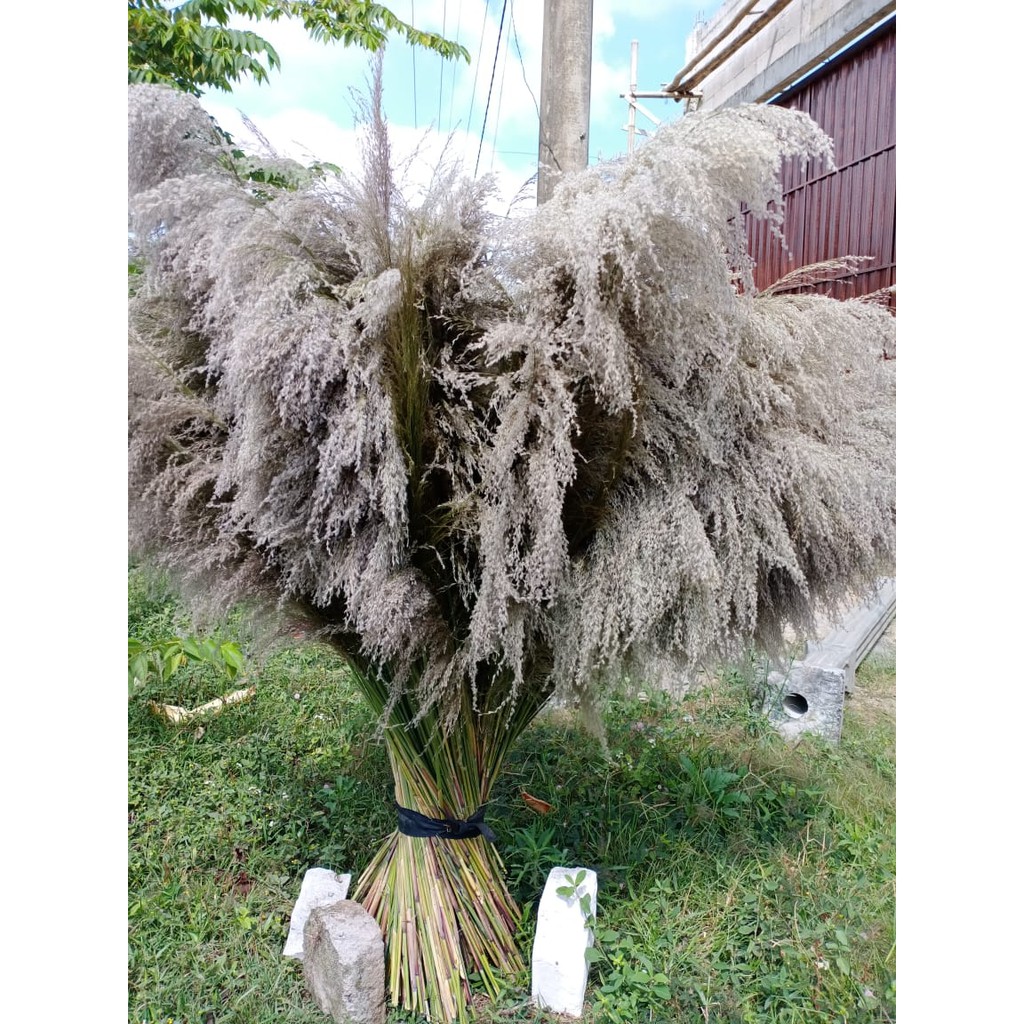 Pampas Bulu/ Dried Pampas/Pampas Lokal Bulu Ukuran SUPER/XL