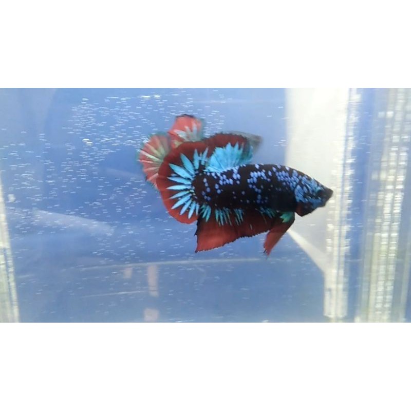 ikan cupang plakat Avatar Gordon(TOP GRADE)