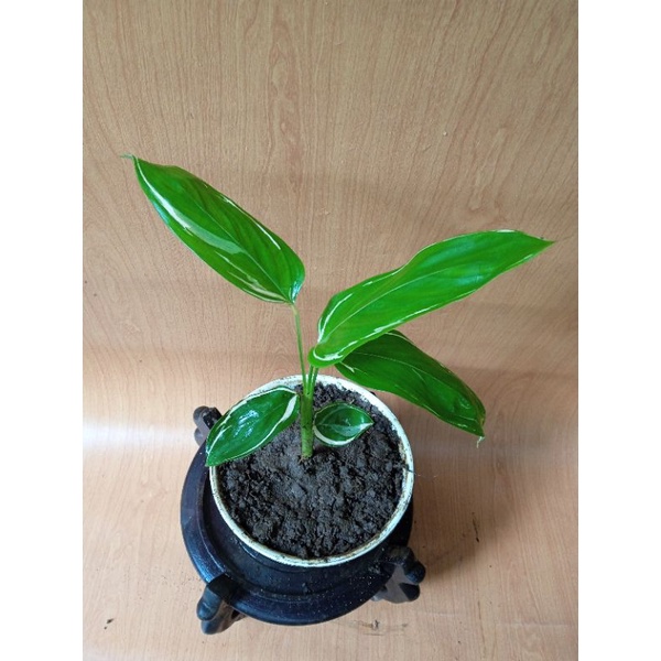 Calathea Arrowroot (Maranta Arundinacea 'Variegata')