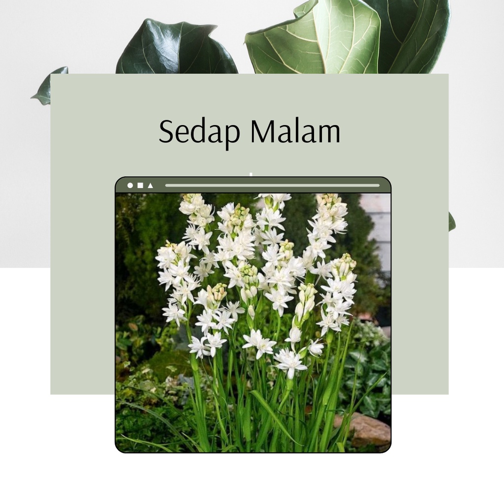 Tanaman Hias Sedap Malam Bunga Sedap Malam Tanaman Bunga Sedap Malam