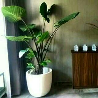 Keladi Hitam Caladium Black Shopee Indonesia Keladi Hitam Caladium Black Shopee Indonesia