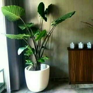  Keladi  Hitam Caladium Black  Shopee Indonesia