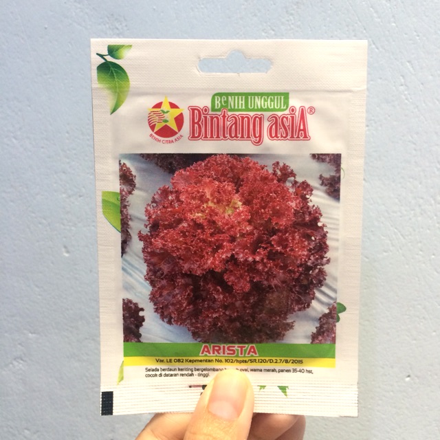 Benih Selada / Lettuce merah Arista (Bintang Asia) 1000 butir