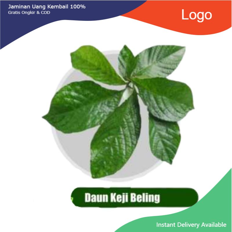 

Promo Daun keji beling/ pecah beling 100 gram fresh & organic
