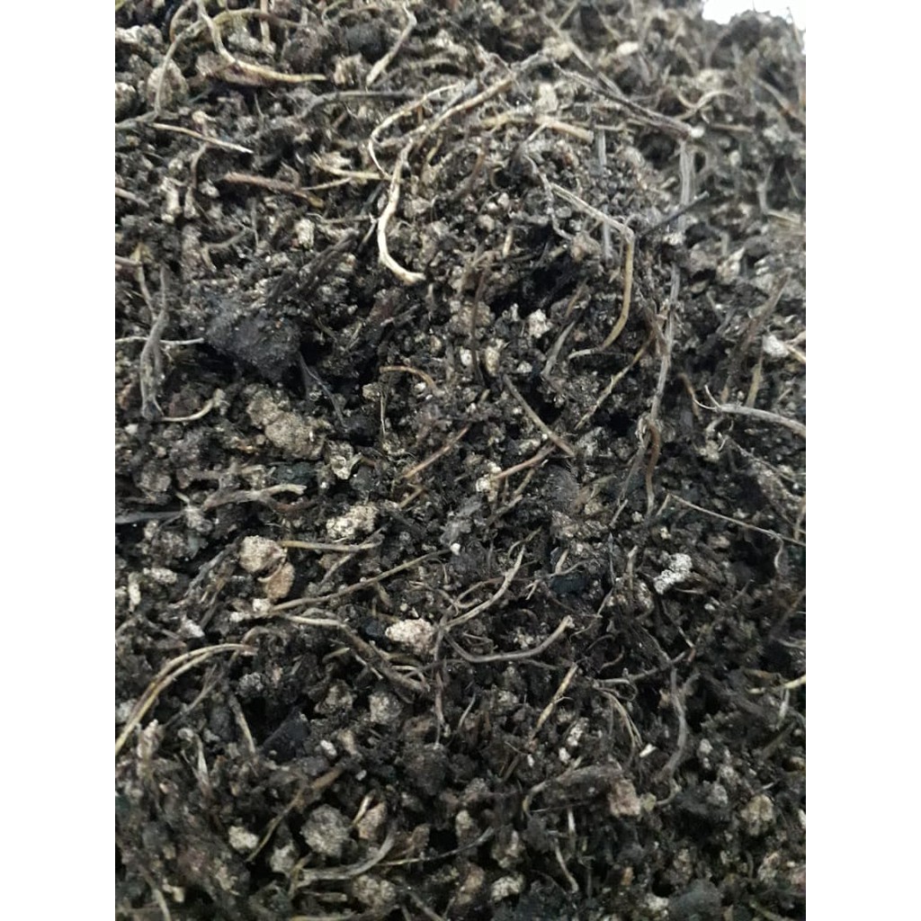 Media Tanam Tanpa Tanah untuk Aglonema / Adenium/ Phylo 500gr