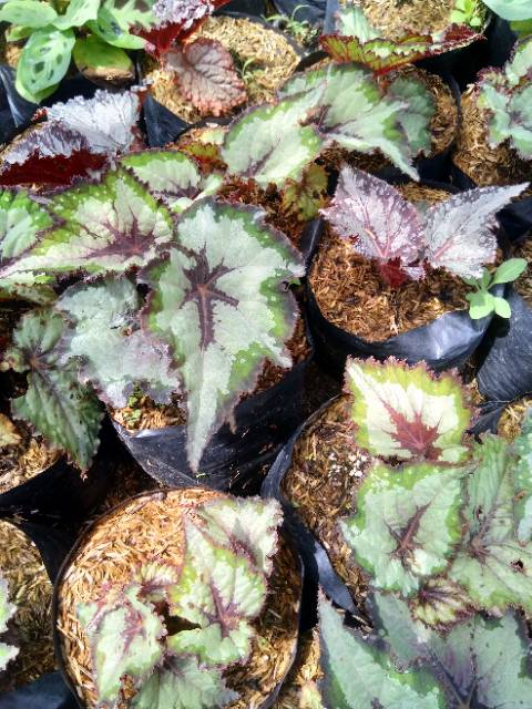 Tanaman Begonia Jantung Merah Shopee Indonesia