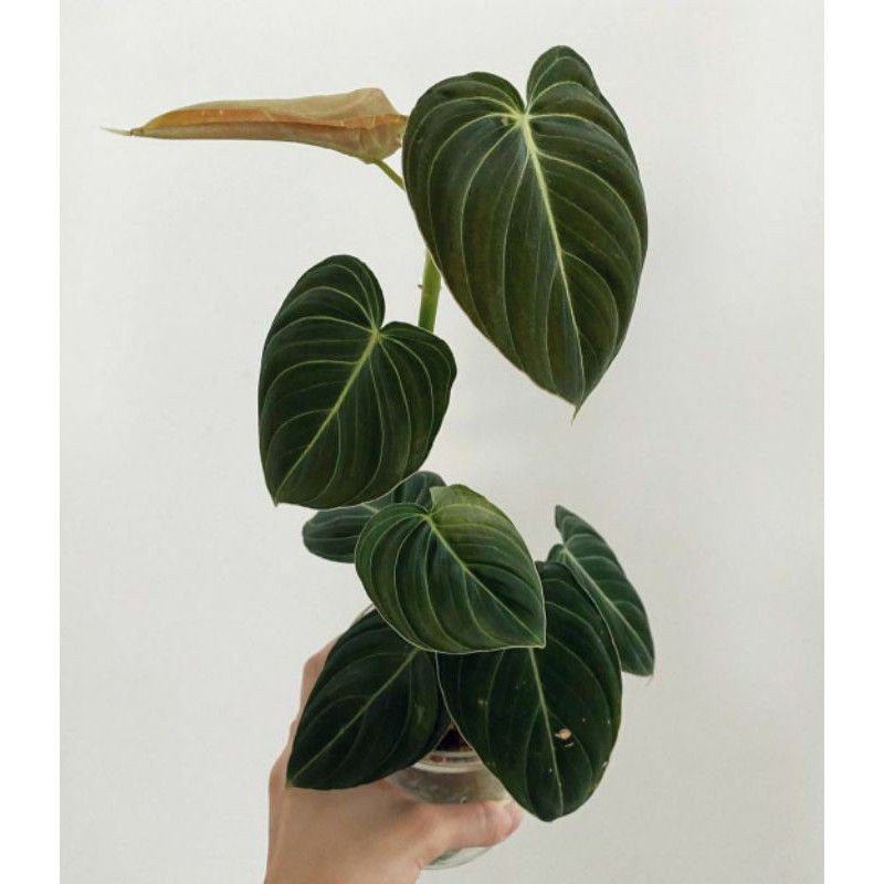 Philodendron Melanochrysum