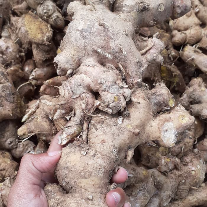 

panglai/bangle/panglay/zingiber purpureum roxb