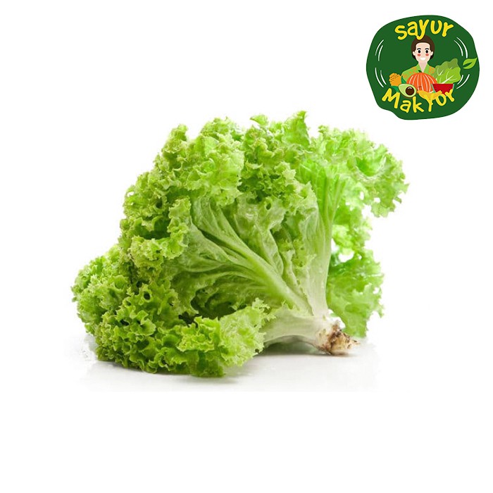 

Selada Segar Lokal 500 gram | Sayur Mak Yur Medan