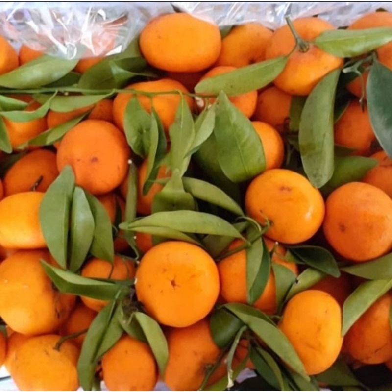 

Jeruk Santang Daun Super 1 kg