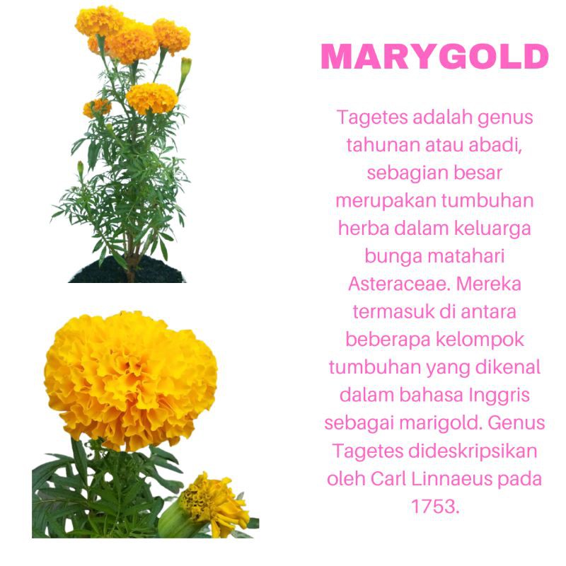 PROMO TANAMAN HIAS BUNGA MARYGOLD ORANGE KUALITAS SUPER | COD