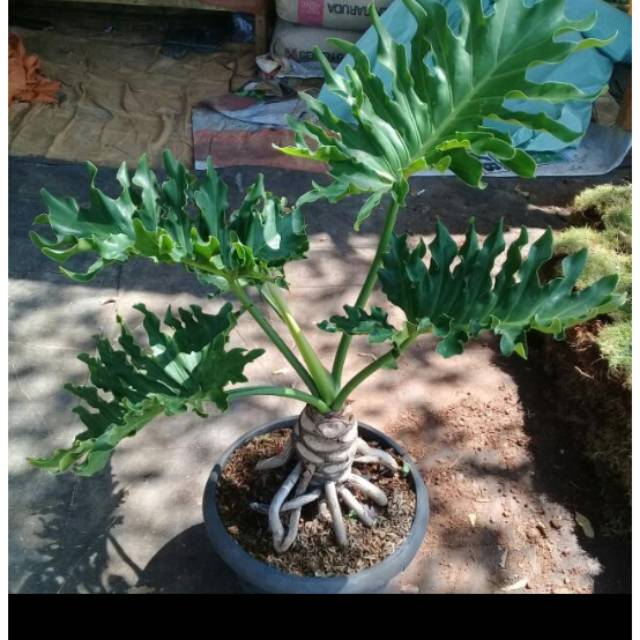 Tanaman hias philodendron/philo jari, pilo selum dewasa