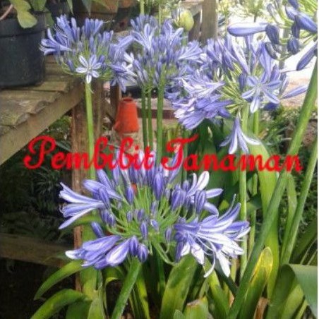 bibit tanaman bunga amarilis - pohon amarilis - bakung amarilis