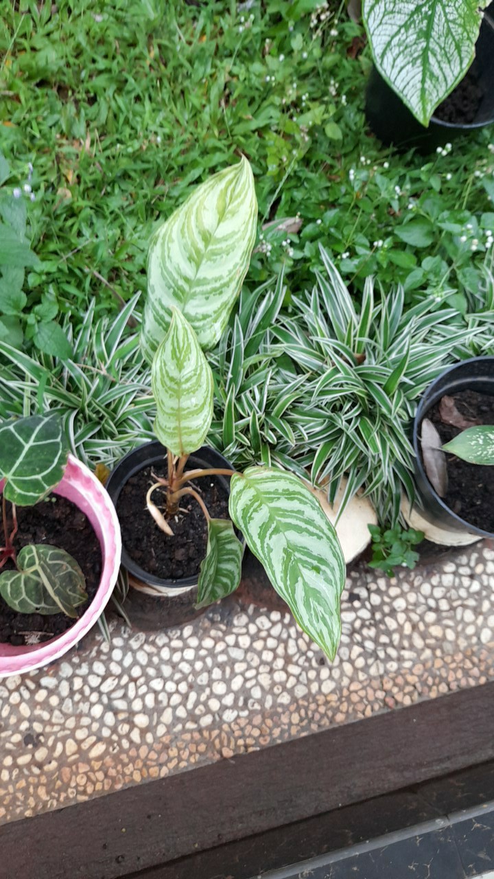 Aglonema Blanceng  Sri Rejeki Tabur Beras